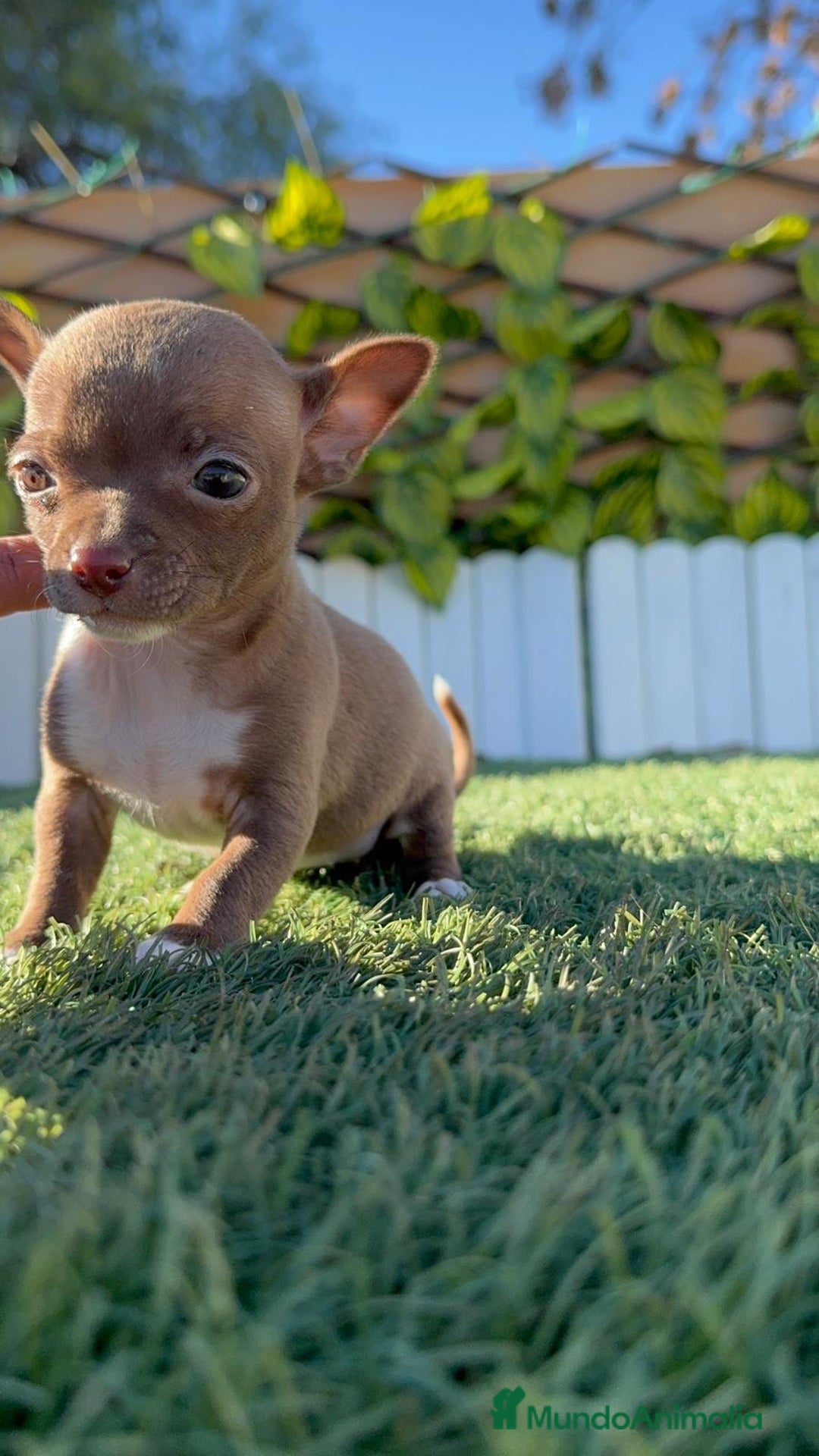 Chihuahua perros en venta: CHIHUAHUA HEMBRA - Anuncio 9