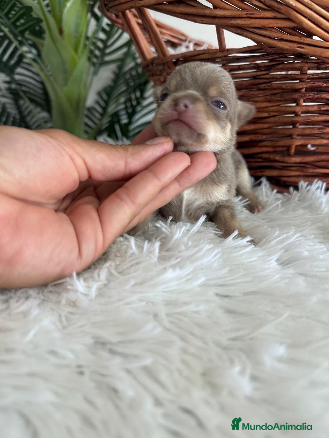 Chihuahua perros en venta: CHIHUAHUA MACHO COLOR LILAC AND TAN - Imagen 2