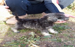 Schnauzer Miniatura perros en venta: SCHNAUZER MINIATURA NACIONAL! en Barcelona - Imagen 3