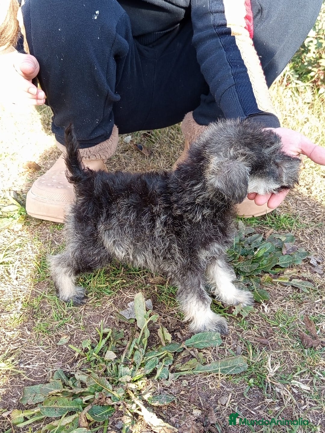 Schnauzer Miniatura perros en venta: SCHNAUZER MINIATURA NACIONAL! en Barcelona - Imagen 3