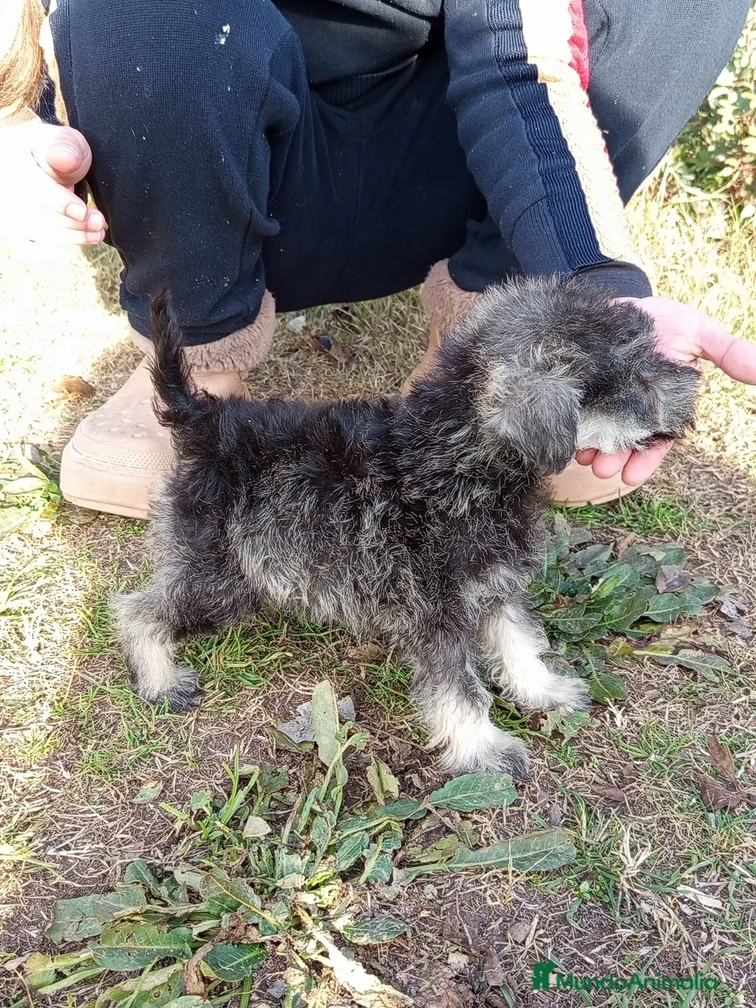 Schnauzer Miniatura perros en venta: SCHNAUZER MINIATURA NACIONAL! en Barcelona - Anuncio 3