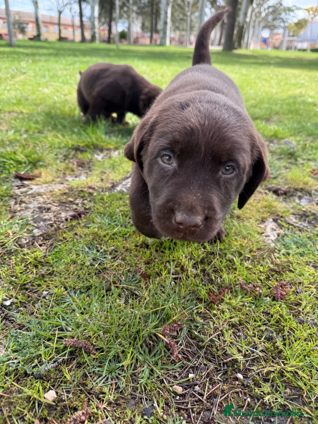 Labrador Retriever perros en venta: LABRADORES CHOCOLATES  - Anuncio 3