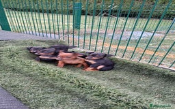 Pinscher Miniatura perros en venta: Pinscher Miniatura  - Imagen 1
