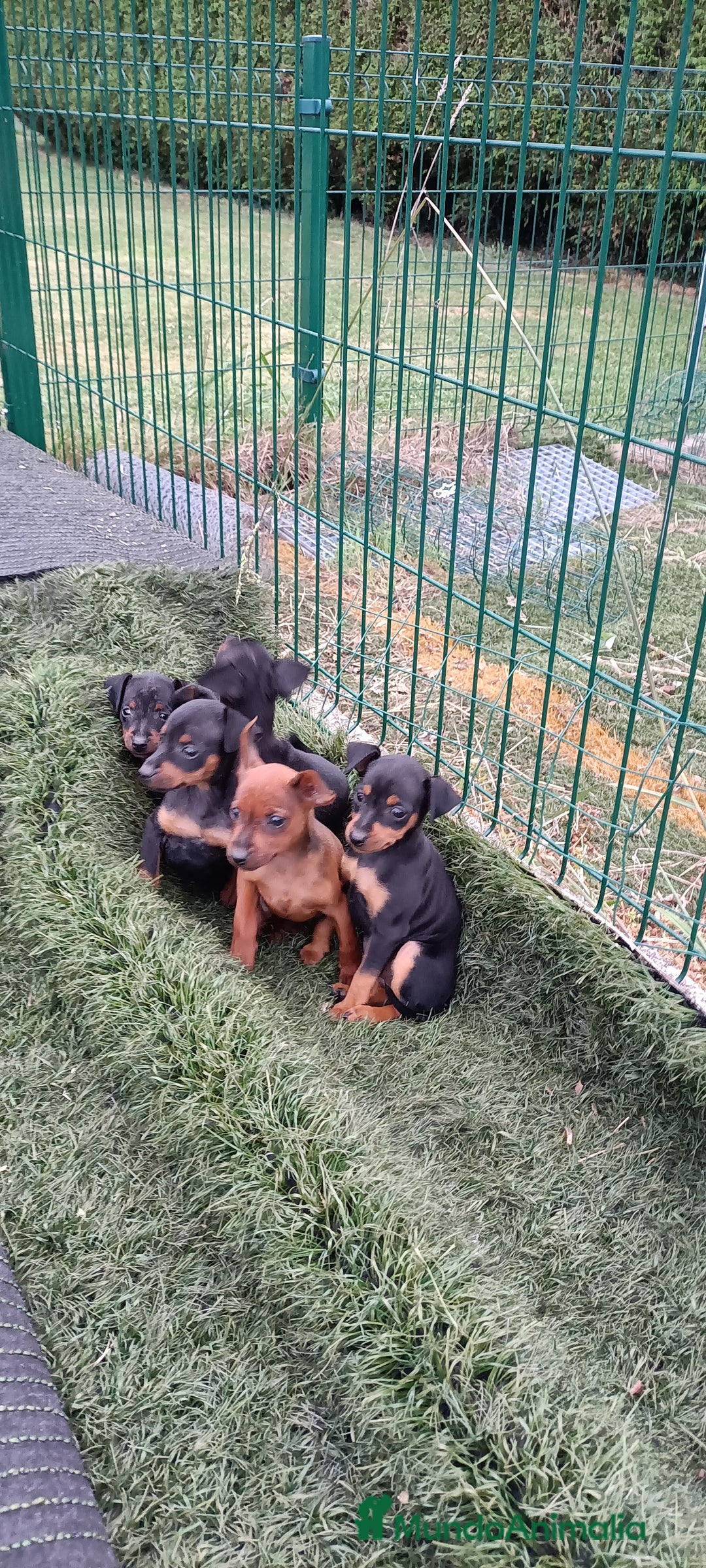 Pinscher Miniatura perros en venta: Pinscher Miniatura  - Imagen 1