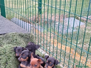 Pinscher Miniatura perros - Anuncio 2