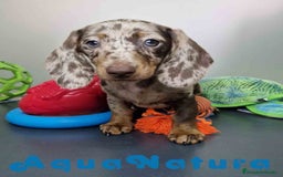 Teckel Miniatura perros en venta: Teckel Hembra 4447 DCD AQUUANATURA - Imagen 9