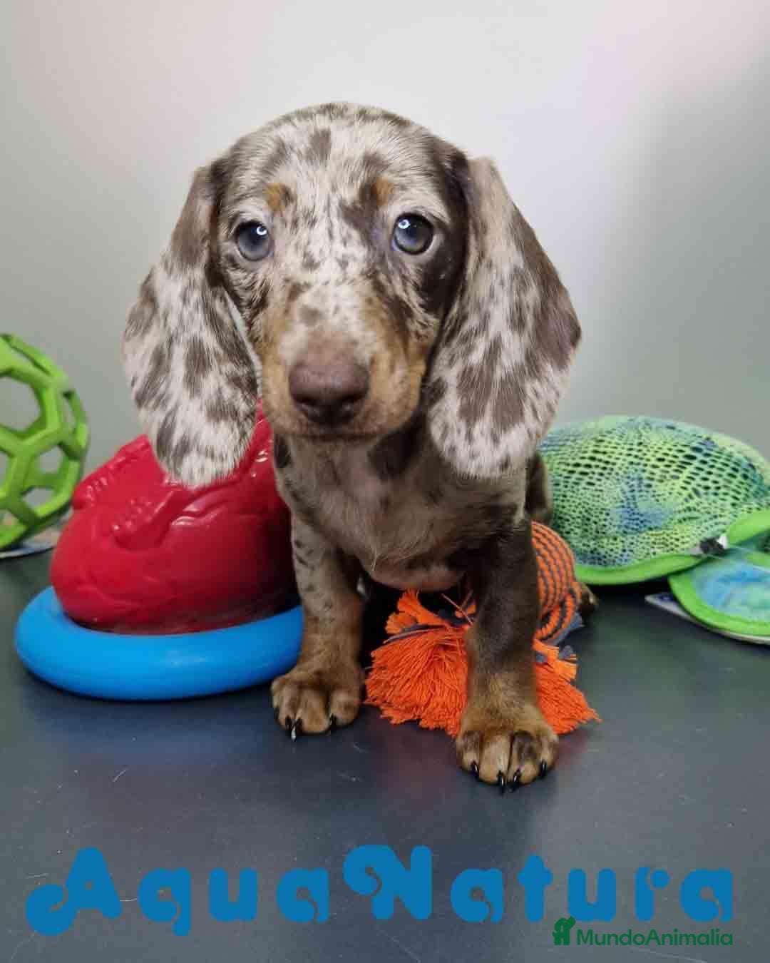 Teckel Miniatura perros en venta: Teckel Hembra 4447 DCD AQUUANATURA - Imagen 9