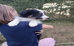 Border Collie perros en venta: Border collie  - Anuncio 5