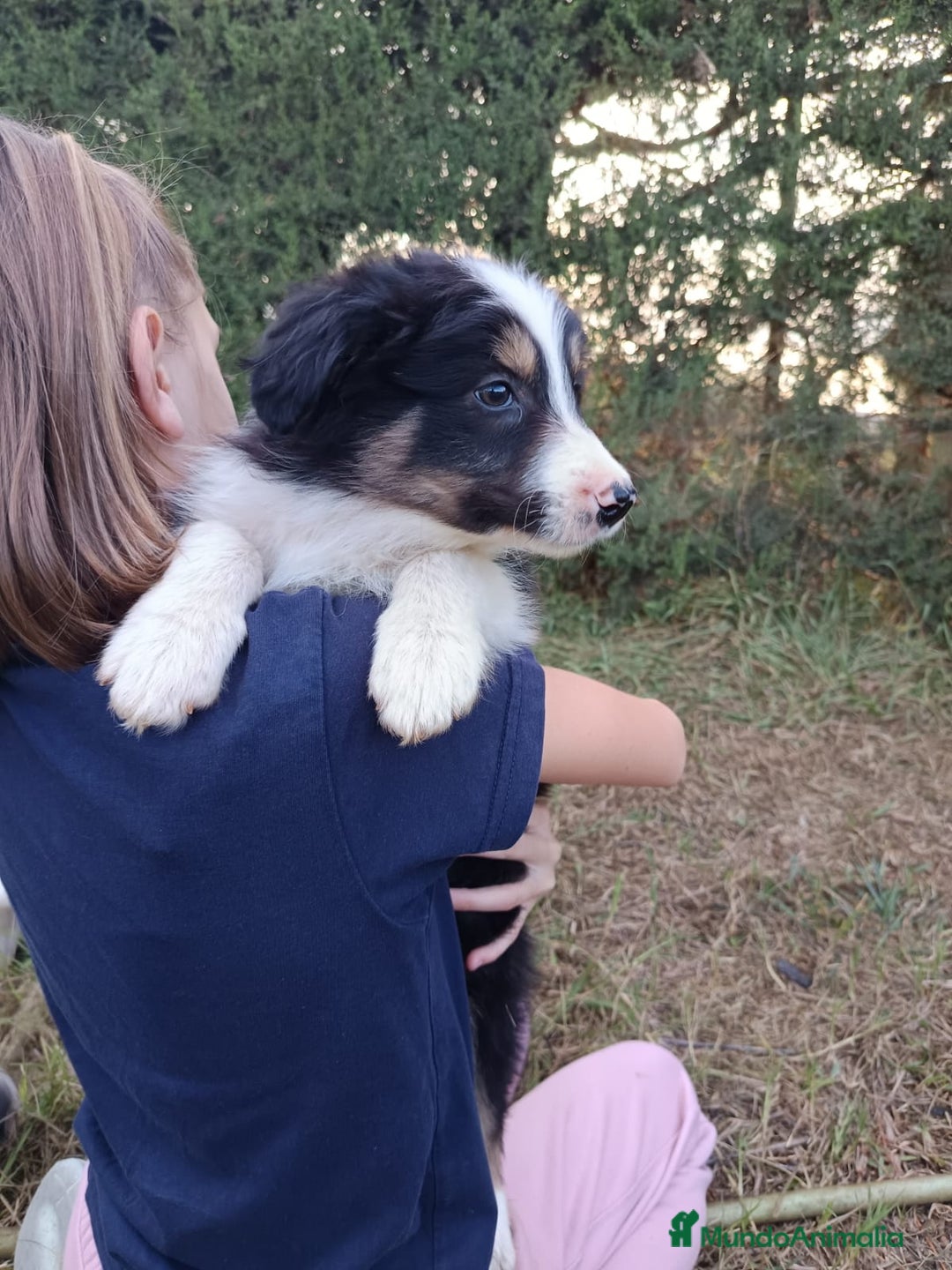 Border Collie perros en venta: Border collie  - Anuncio 5
