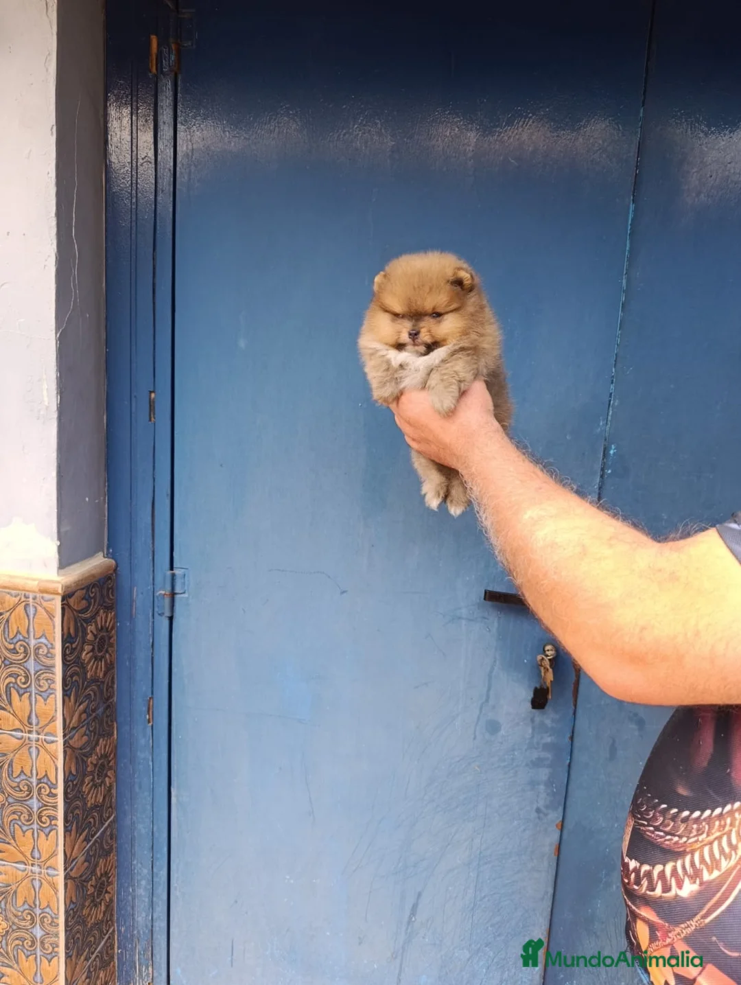 Pomerania perros en venta: Pomerania ositos toy  - Anuncio 1