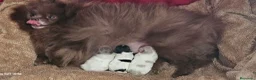 Pomerania perros en venta: HEMBRITA POMERANIA  - Anuncio 9