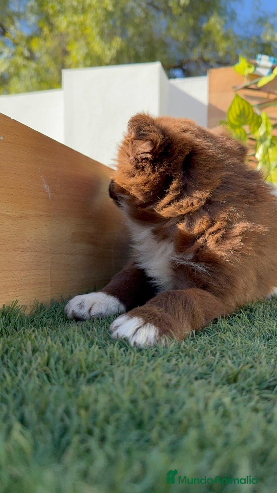 Border Collie perros en venta: BORDER COLLIE - Anuncio 6