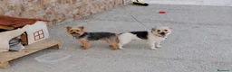 Raza Mixta perros en venta: Mix Yorkshire Terrier  - Anuncio 2
