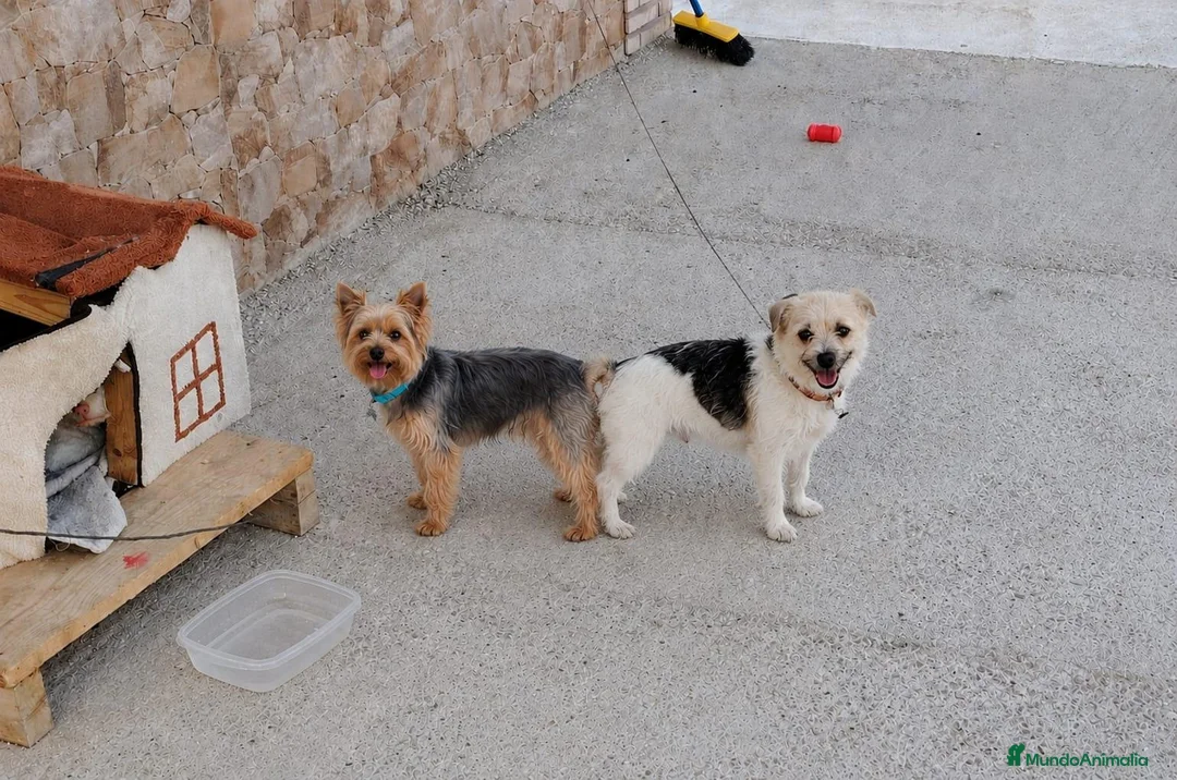 Raza Mixta perros en venta: Mix Yorkshire Terrier  - Anuncio 2