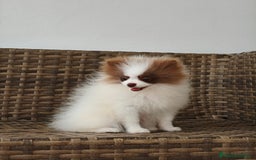 Pomerania perros en venta: Lulú Pomerania  - Imagen 6