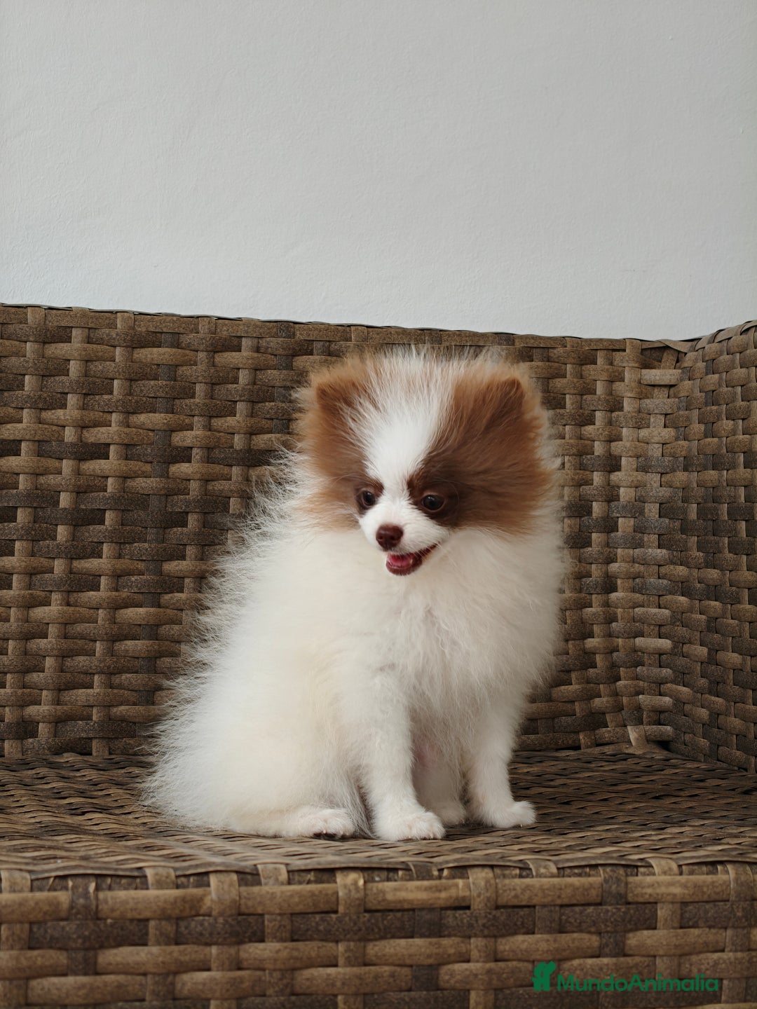 Pomerania perros en venta: Lulú Pomerania  - Imagen 6