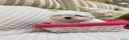 Bichón Maltés perros en venta: Bichón Maltés  - Anuncio 1