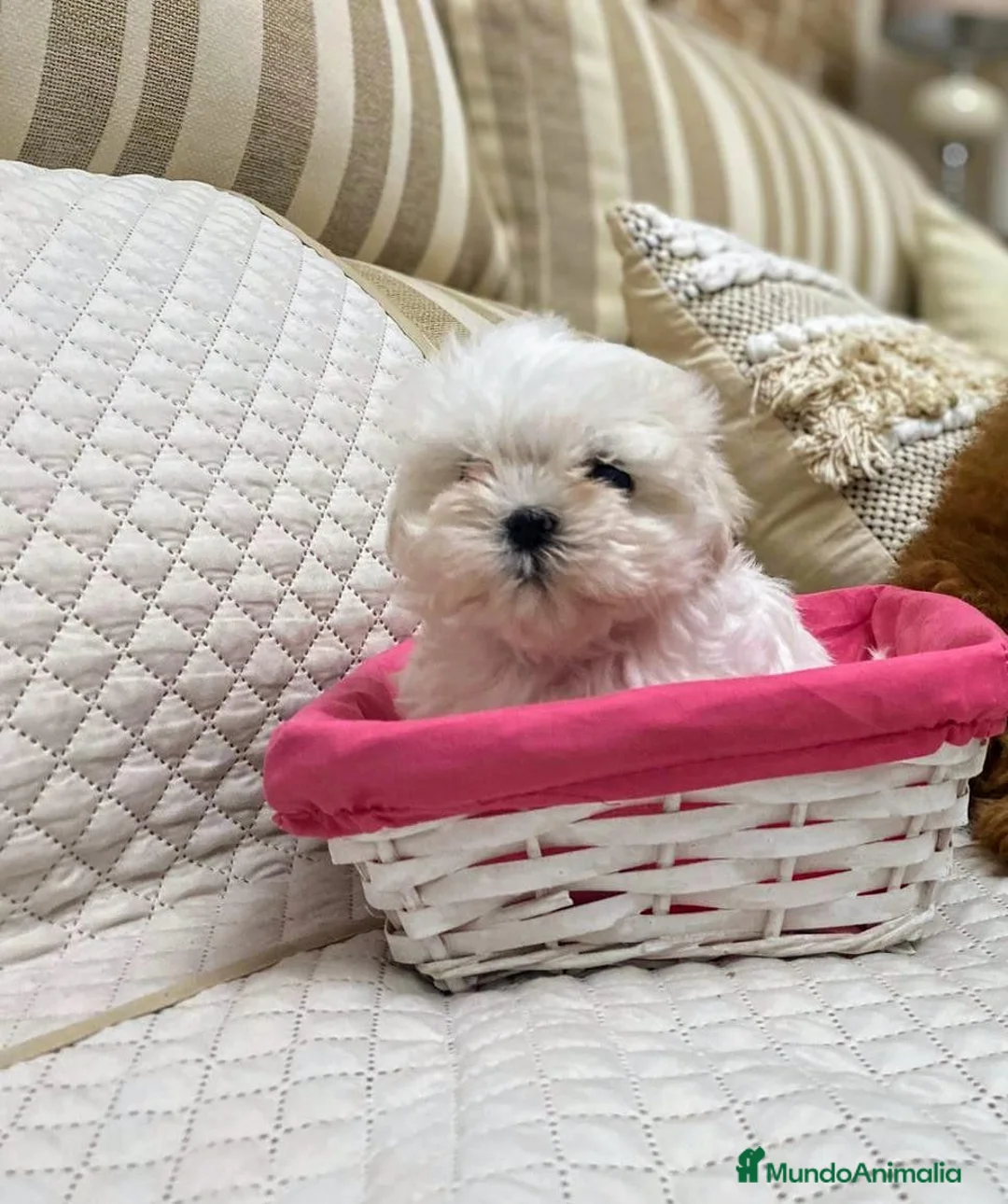 Bichón Maltés perros en venta: Bichón Maltés  - Anuncio 1