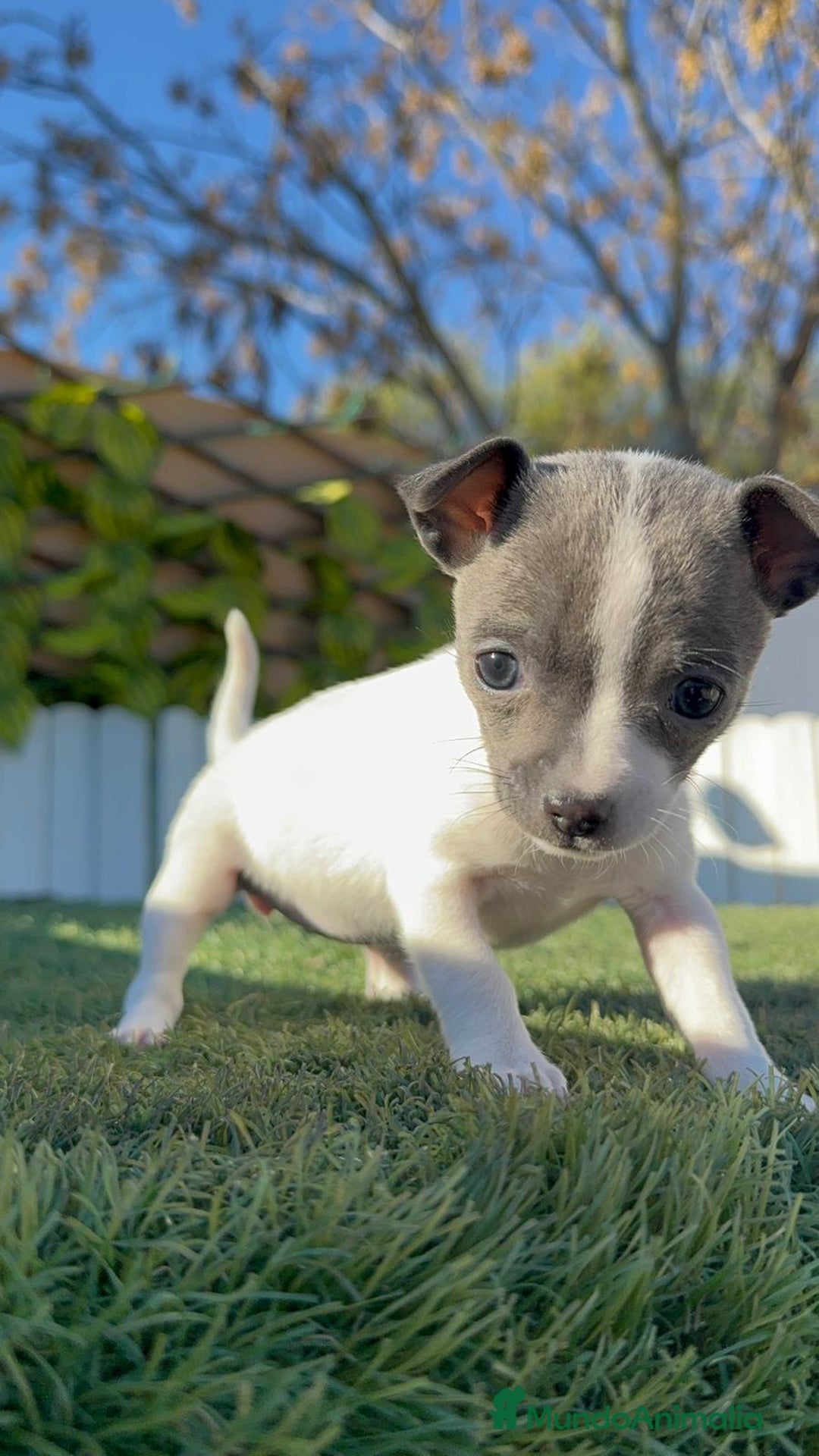 Chihuahua perros en venta: CHIHUAHUA HEMBRA - Anuncio 15