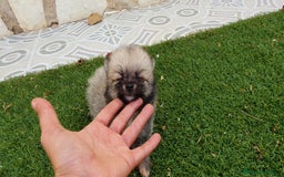 Pomerania perros en venta: Pomerania Cachorros Mini - Imagen 2