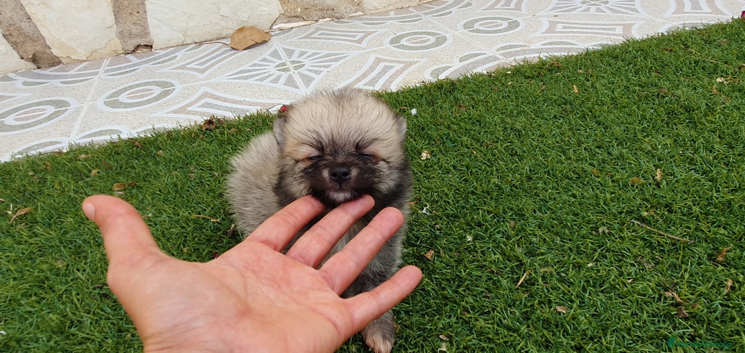 Pomerania perros en venta: Pomerania Cachorros Mini - Imagen 2