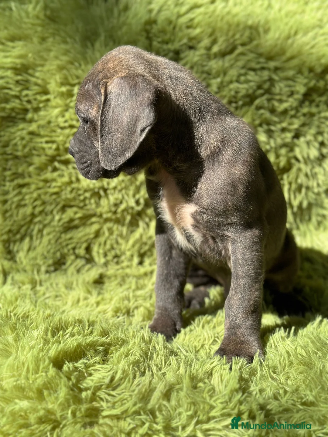 Cane Corso perros en venta: Cane corso - Anuncio 8