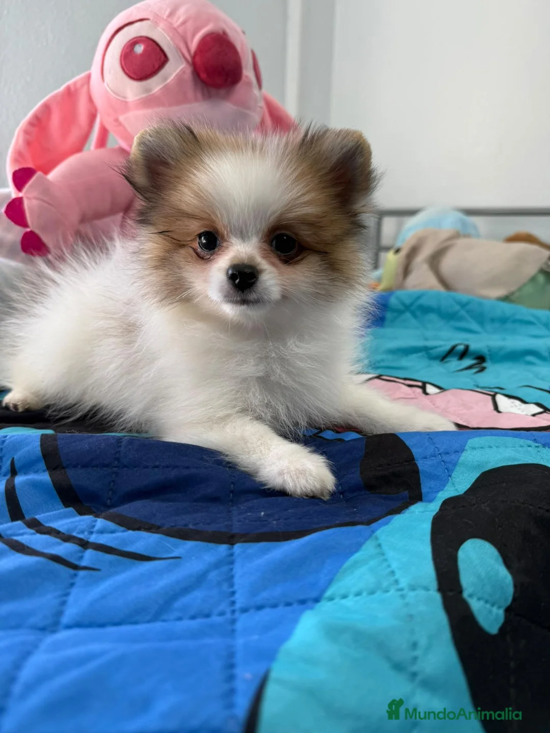 Pomerania perros en venta: Pomerania - Anuncio 5