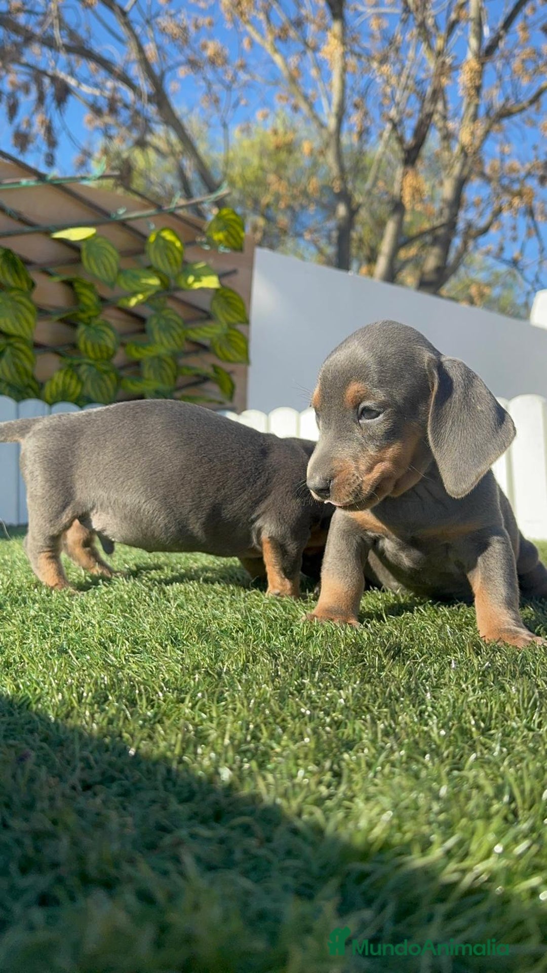 Teckel Miniatura perros en venta: TECKEL MINIATURA BLUE AND TAN - Anuncio 26