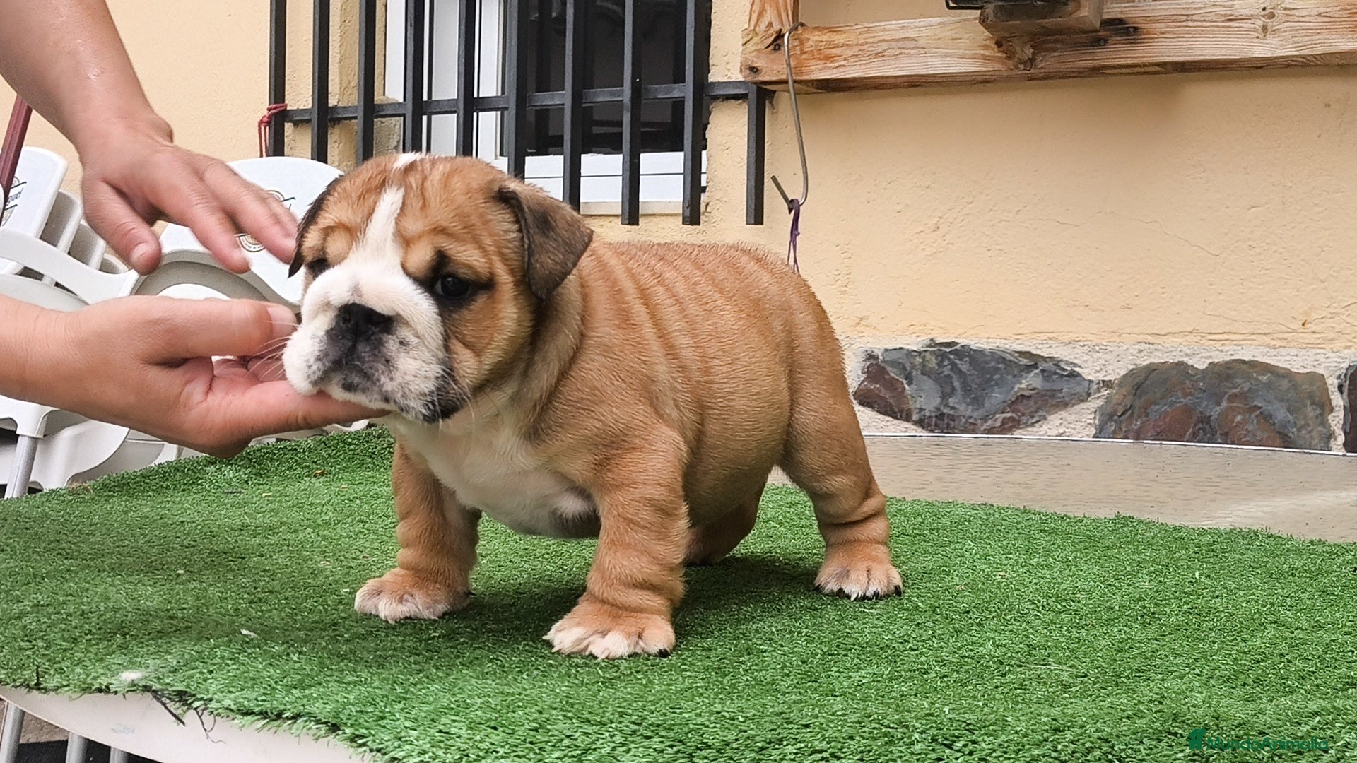 Bulldog Inglés perros Bulldog ingles HEMBRA  - Anuncio 1