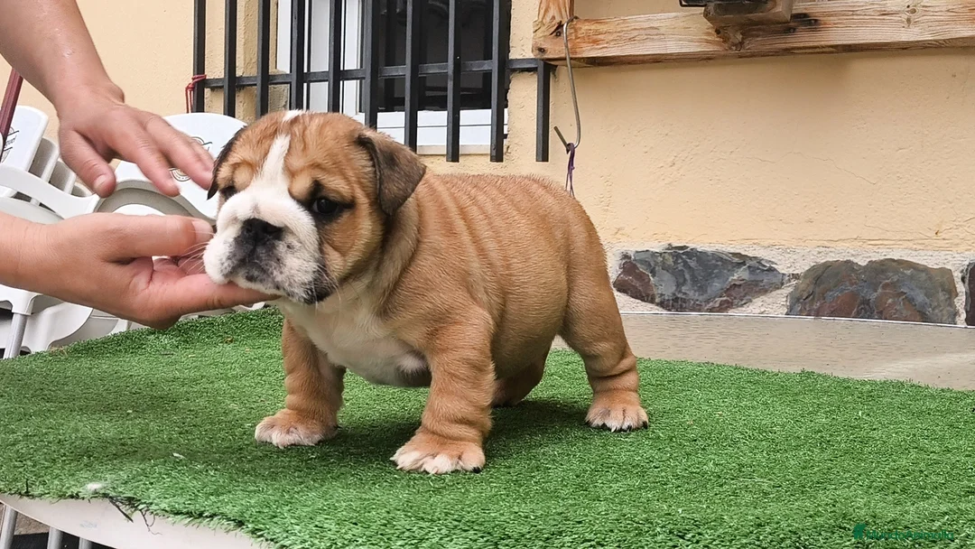 Bulldog Inglés perros en venta: Bulldog ingles HEMBRA  - Anuncio 1