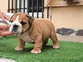 Bulldog Inglés perros Bulldog ingles HEMBRA - Anuncio 1