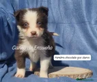 Border Collie Cachorro 5