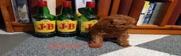Caniche Toy perros en venta: Caniche toy rojo cachorro - Anuncio 8