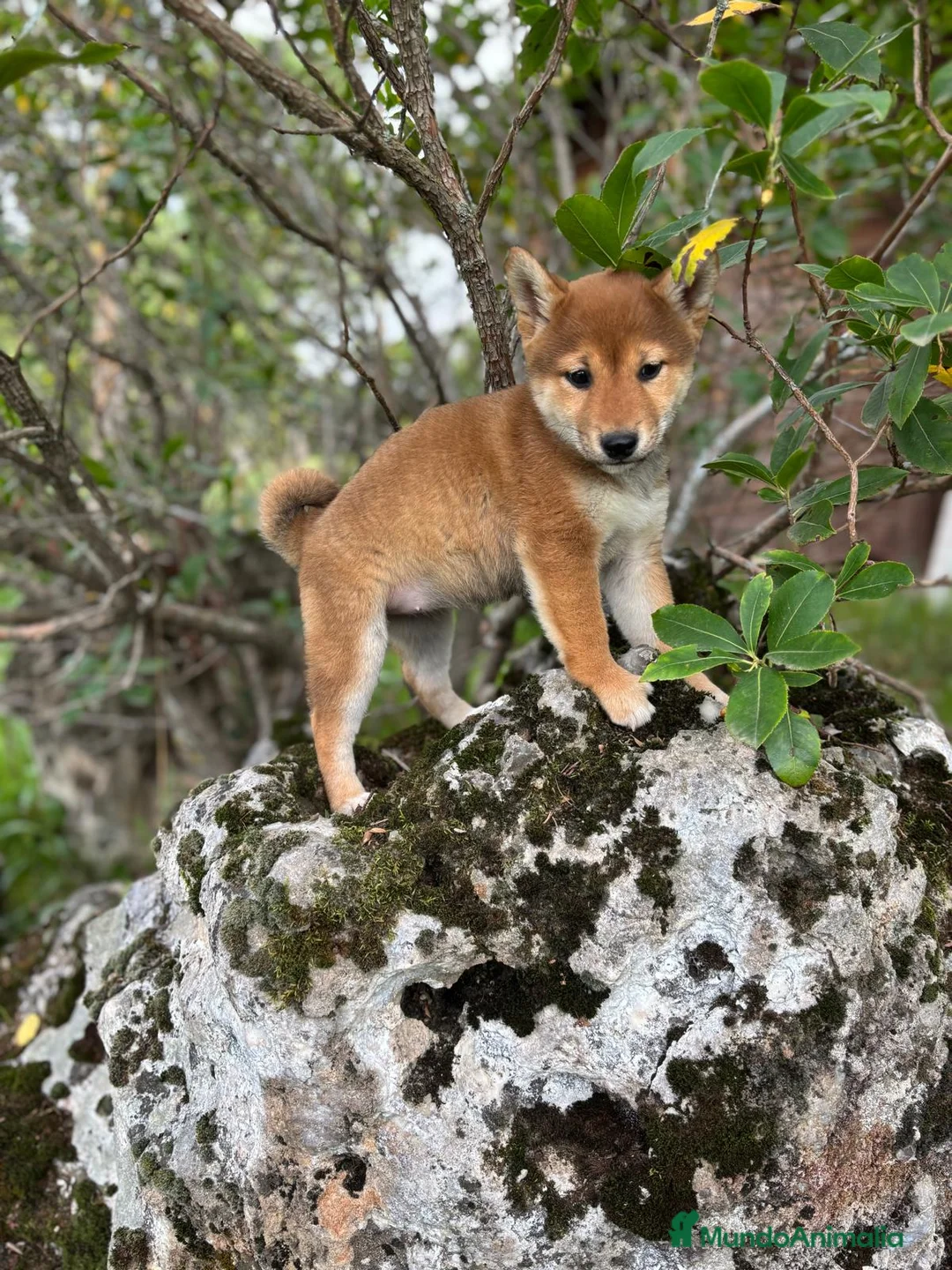 Shiba Inu perros en venta: Shiba Inu  - Anuncio 11