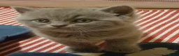 Británico de Pelo Corto Azul gatos en venta: Preciosos gatitos blues y tortugas - Anuncio 11