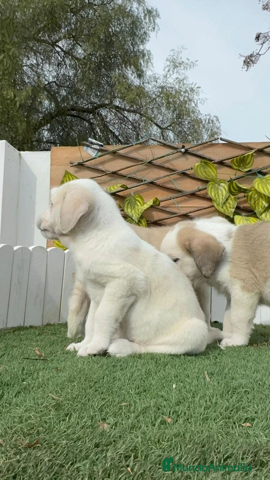 Mastín Español perros en venta: MASTIN ESPAÑOL - Anuncio 20