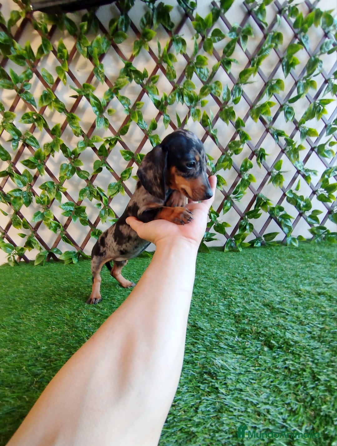 Teckel Miniatura perros en venta: Teckels miniatura  - Anuncio 2