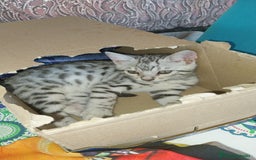 Bengalí gatos en venta: Bengalí impresionante bebes  - Imagen 4
