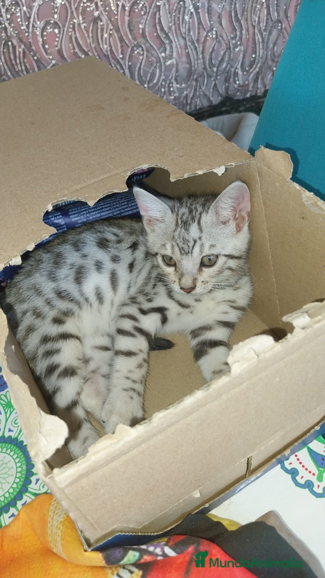 Bengalí gatos en venta: Bengalí impresionante bebes  - Imagen 4