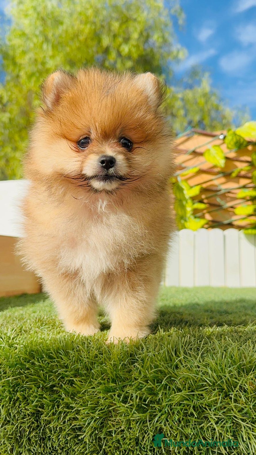 Pomerania perros en venta: POMERANIA MACHO - Imagen 20