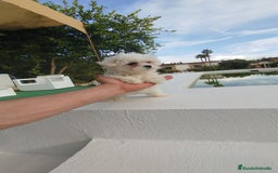 Bichón Maltés perros en venta: Bichón maltés toy - Imagen 3