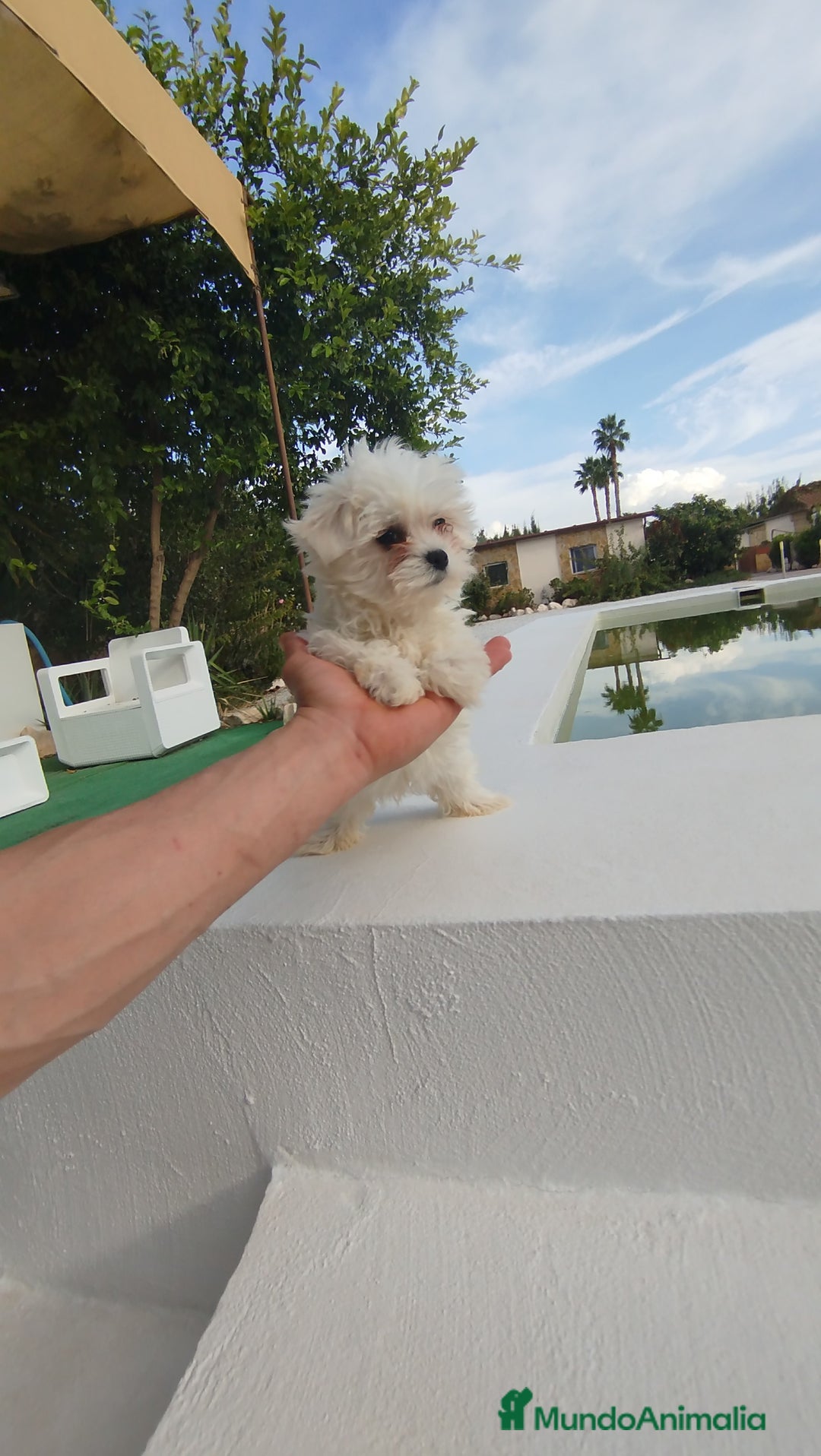 Bichón Maltés perros en venta: Bichón maltés toy - Imagen 3