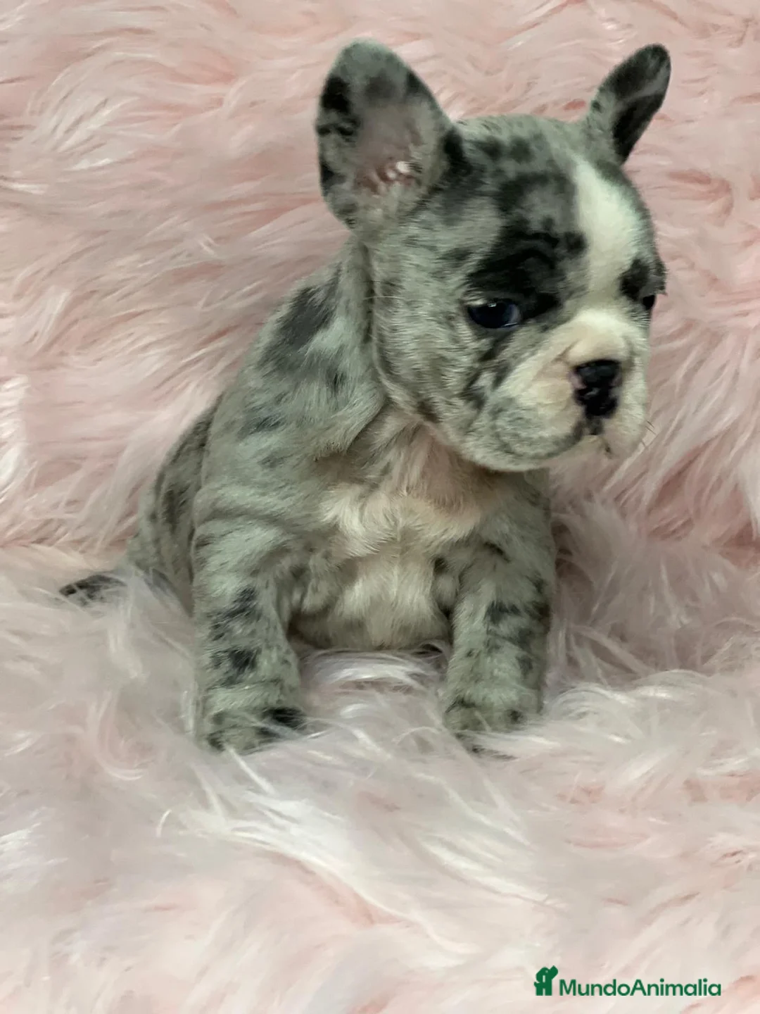 Bulldog Francés perros en venta: Bulldog francés merle en Barcelona - Anuncio 3