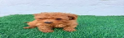 Caniche Toy perros en venta: Caniche mini toy  - Anuncio 4