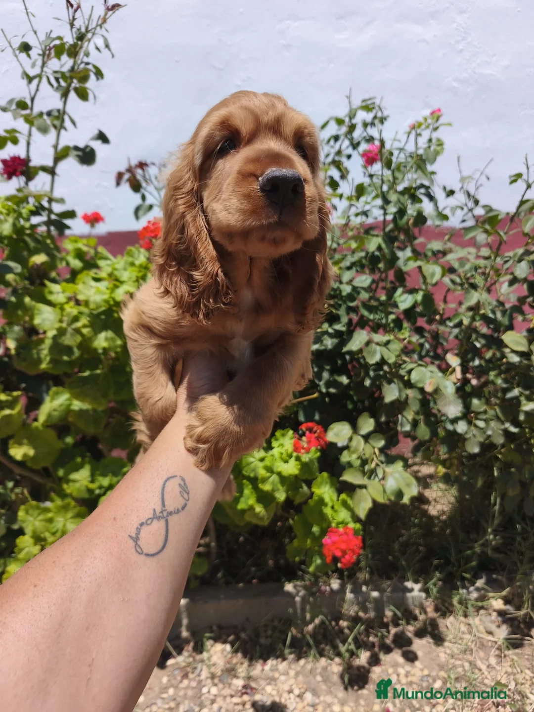 Cocker Spaniel Inglés perros en venta: Disponible cachorro de Cocker canela - Anuncio 2