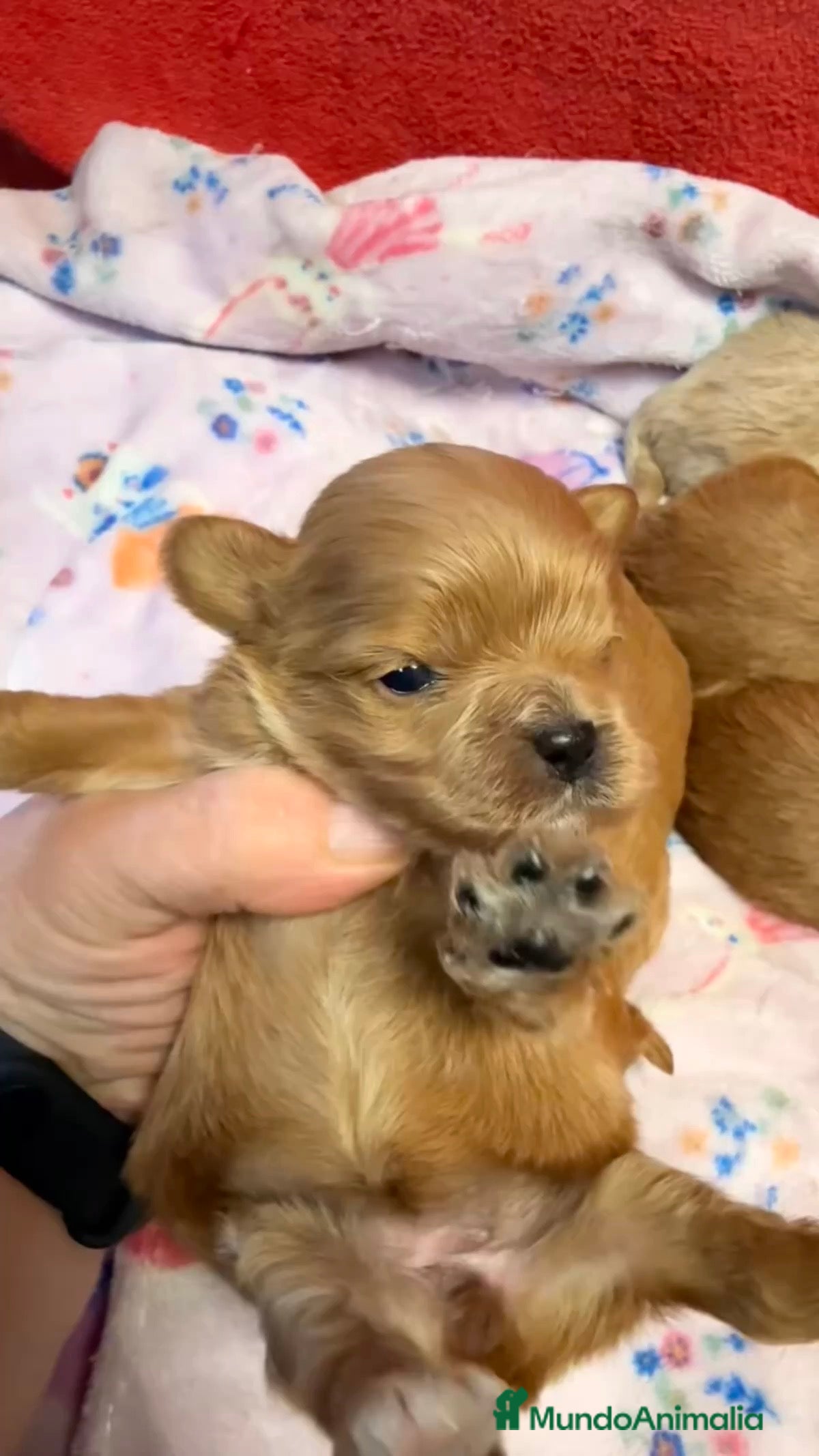 Shihpoo perros ShihPoo Cachorritos dorados y rojos - Anuncio 2