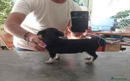 Chihuahua perros en venta: Chihuahuas  - Imagen 8