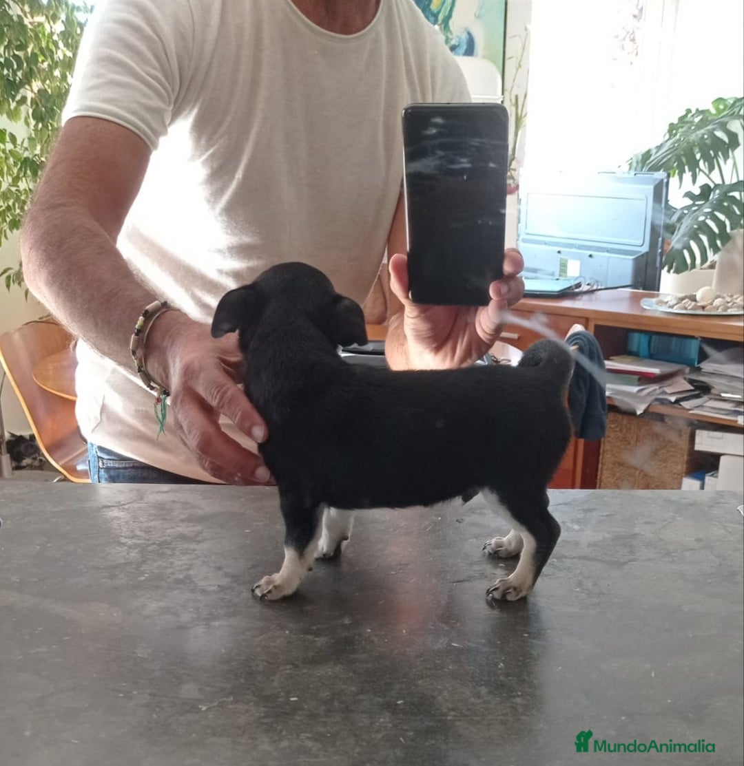 Chihuahua perros en venta: Chihuahuas  - Imagen 8