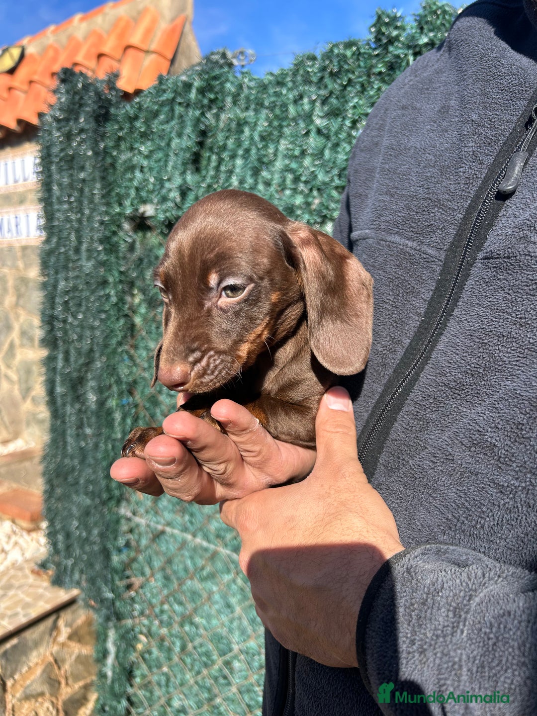 Teckel Miniatura perros en venta: Teckel miniatura chocolate  - Anuncio 4