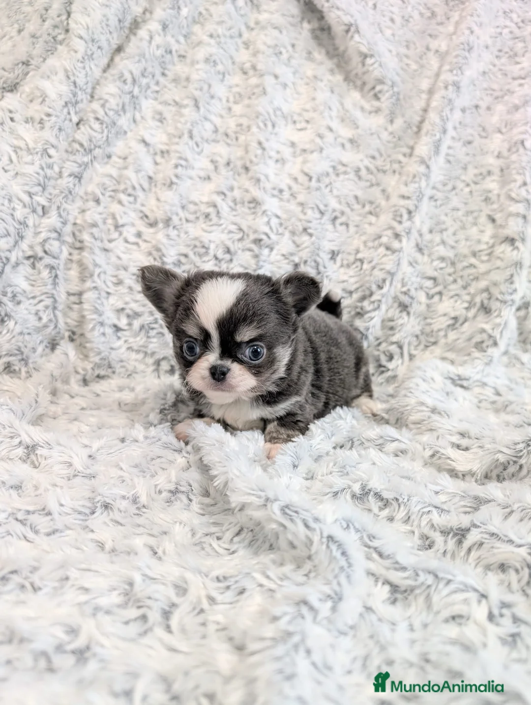 Chihuahua perros en venta: Chihuahua Toy cabeza de manzana  - Anuncio 3